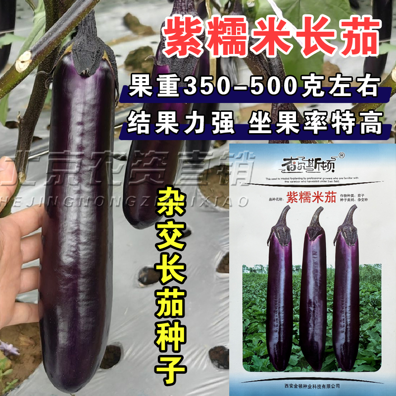 紫糯米长茄种子四季播种