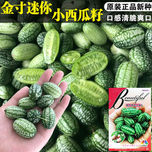 金寸迷你小西瓜种子拇指小西瓜种籽迷你水果小西瓜阳台盆栽四季种