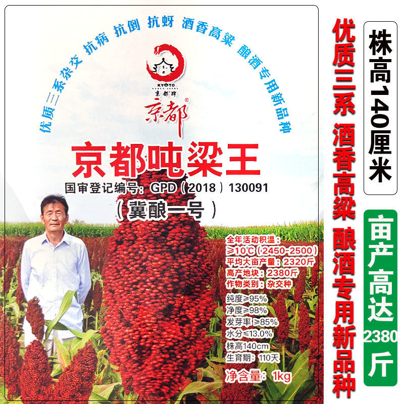 京都吨梁王矮杆红高粱种子酿酒用高粱种子抗倒伏抗鸟害大田高产