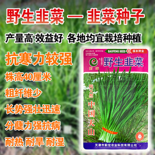 野生韭种子籽苗盆栽种子小细叶韭菜白根四季韭菜根苗阳台庭院种