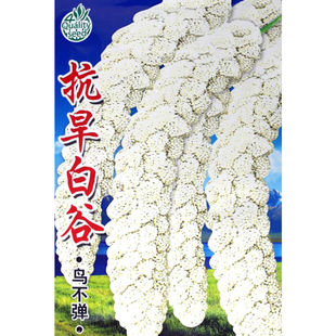 抗旱白谷种子小米谷子旱稻谷种子香糯高产大田高产黑谷白谷种孑