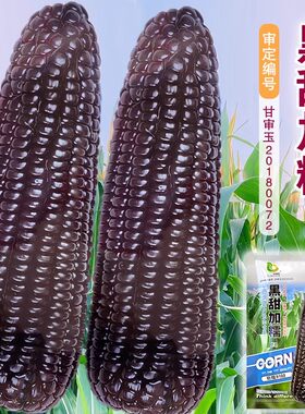 黑甜糯水果玉米种子高产东北玉米糯玉米种籽非转基因黑甜糯香粘孑