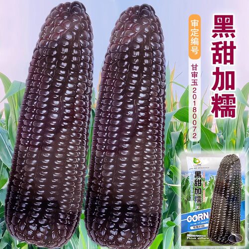 黑甜糯水果玉米种子高产东北玉米糯玉米种籽非转基因黑甜糯香粘孑