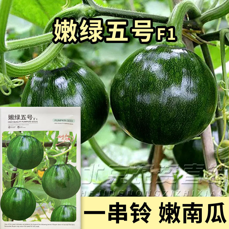 一串铃嫩绿五号南瓜种子早熟高产嫩南瓜青皮蔬菜大青瓜基地早熟,农用物资,蔬菜种子/种苗,淘宝优惠券,粉丝福利购,淘宝优惠卷