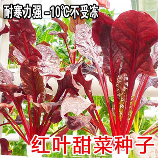 红叶甜菜种子红牛皮菜种籽莙荙菜紫叶红叶根达菜蔬菜种孑厚皮菜
