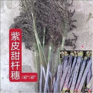 紫色甜杆种子东北稀有老品种黑大穗长节高农家高粱籽春季夏季四季
