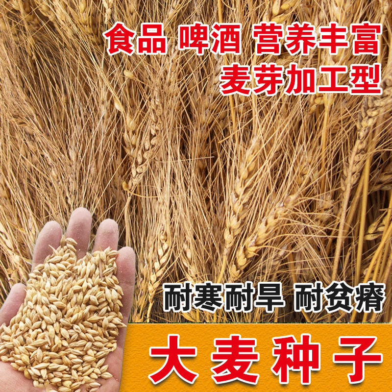 优质粮食高产抗倒伏耐旱大麦图片