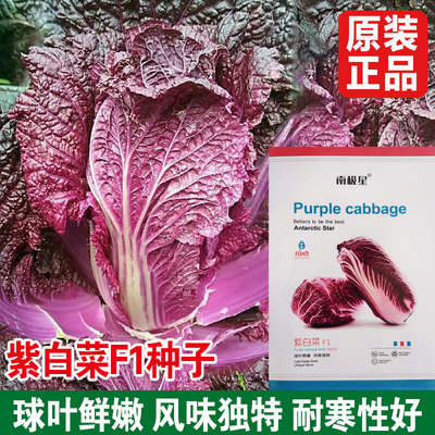 紫白菜种子花青素高风味独特