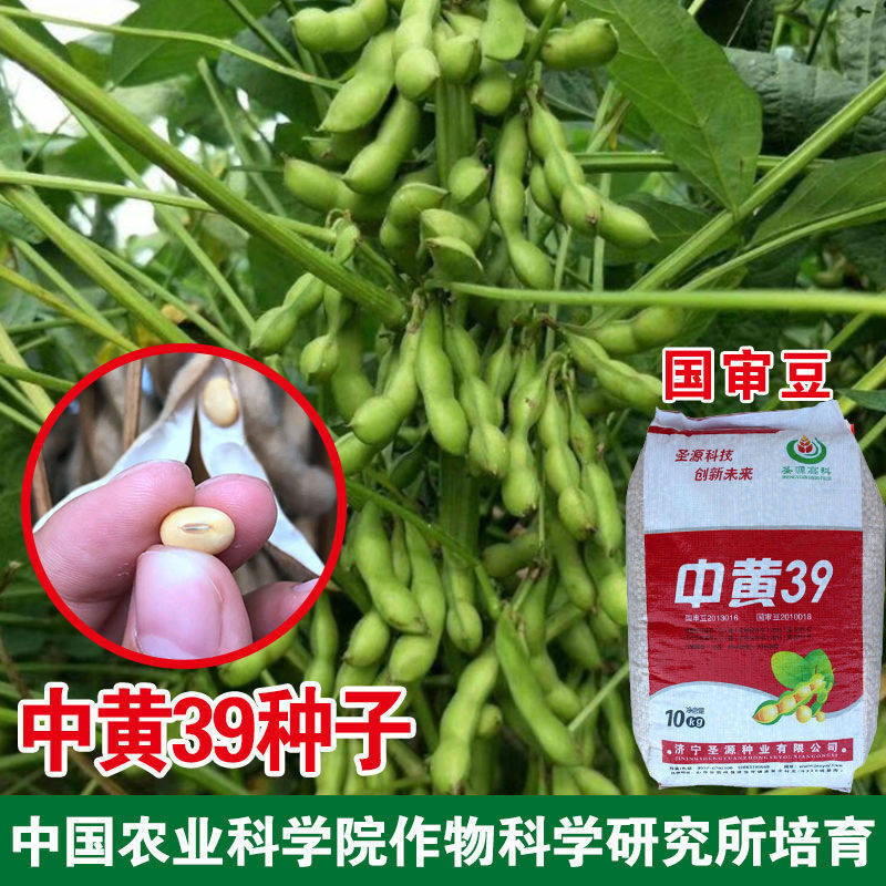 中黄39黄豆种子大豆毛豆种子大田高产结荚多黄豆种籽早熟青豆种孑