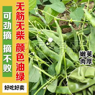 摘不完地油豆豆角种子东北好种北方高产早熟40天不搭架豆角籽春季
