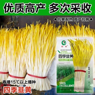 四季韭黄种子黄韭菜籽耐低温弱光高产农家大田盆栽韭菜秋冬蔬菜子