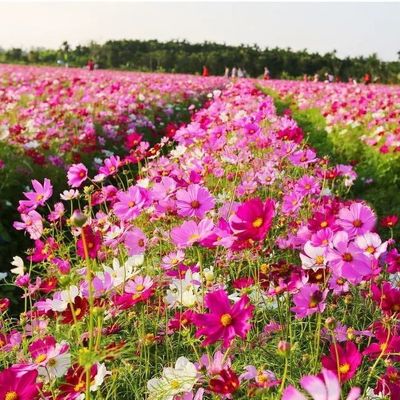 多年生野花组合四季种子易养