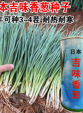 日本吉味香葱种子耐热耐寒