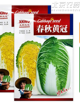 春秋黄冠白菜种子内叶黄色耐抽苔性好四季蔬菜种籽黄心白菜种子籽