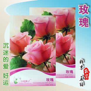 粉玫瑰种子花卉观花绿植物室外庭院阳台盆栽四季浓香大花月季蔷薇