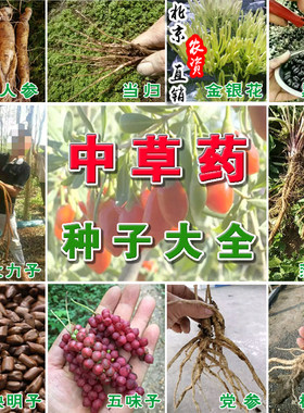 中草药种子板蓝根人参党参当归