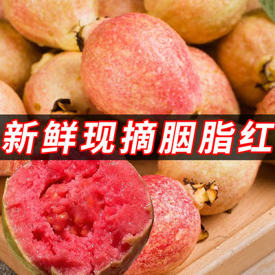 广东本地当季整箱胭脂红芭乐