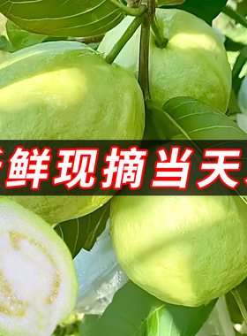 新鲜芭乐水果包邮白心硬番石榴软心当季整箱10斤应季时令鲜果生鲜