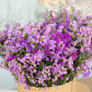 买一斤送一斤云南A级勿忘我花束紫色粉色鲜花半干花永生花星辰花