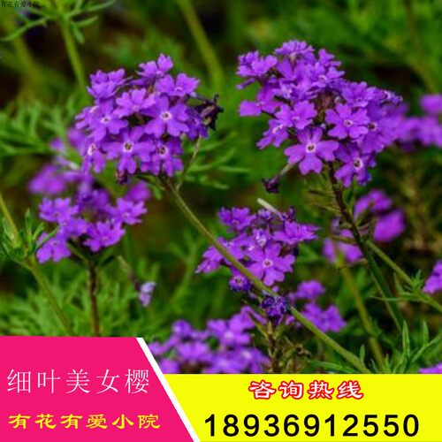 花种铺地锦四季绣球细叶美女樱