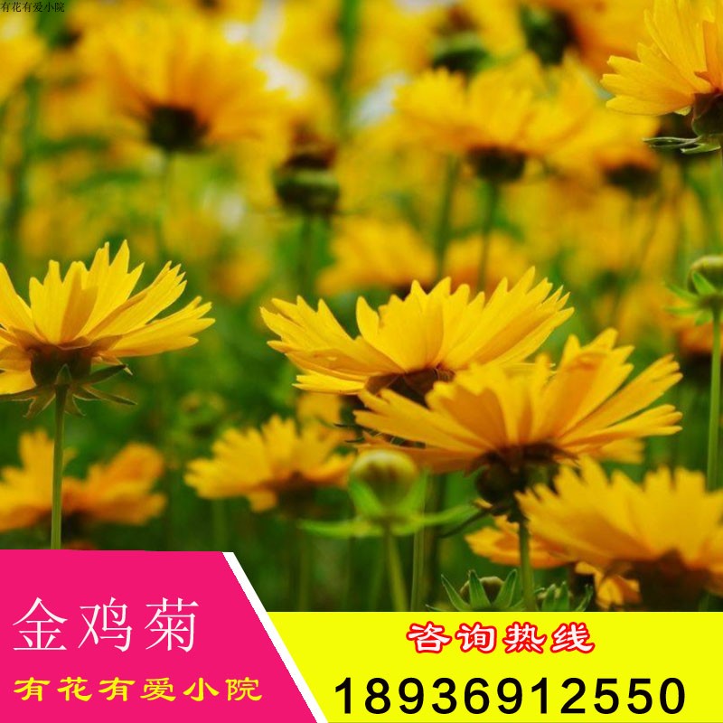 大花金鸡菊种子金鸡菊花籽花海绿化多年生宿根花草种子金鸡菊花种