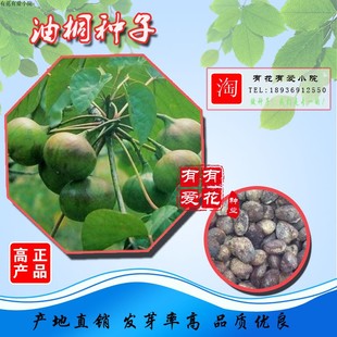 新采乔木油桐树种子桐油树种子桐子树种孑中国木油树种籽种苗包邮