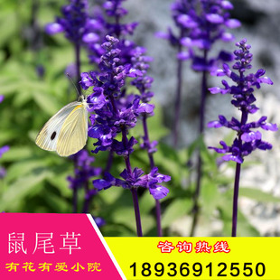 蓝花鼠尾草种子一串蓝紫花红花易活播种多年生宿根耐寒花卉景观花