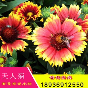 天人菊花籽天人菊种子种苗盆栽虎皮菊花海室内外花籽四季易活花卉