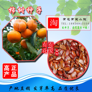 柿树种子 果树 柿子花 好吃的柿子的果实 柿子树种子包邮