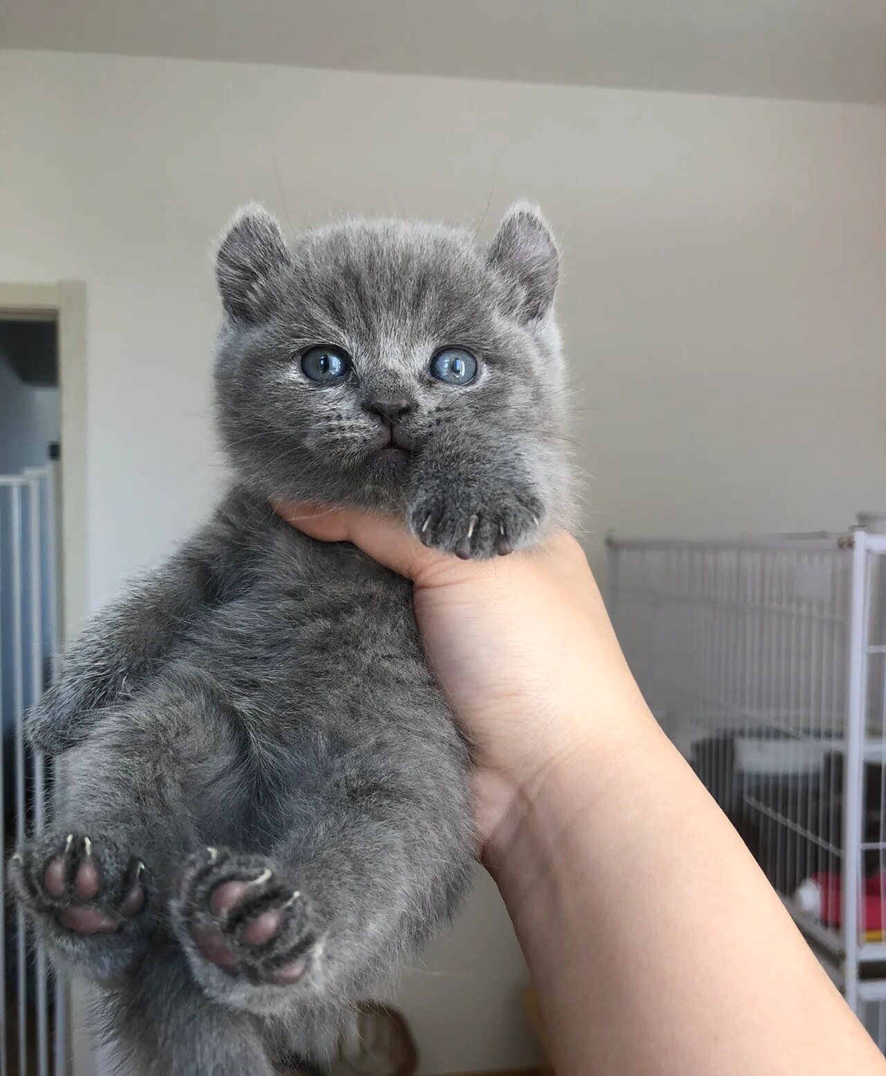 纯种蓝猫蓝白猫幼崽矮脚折耳活物