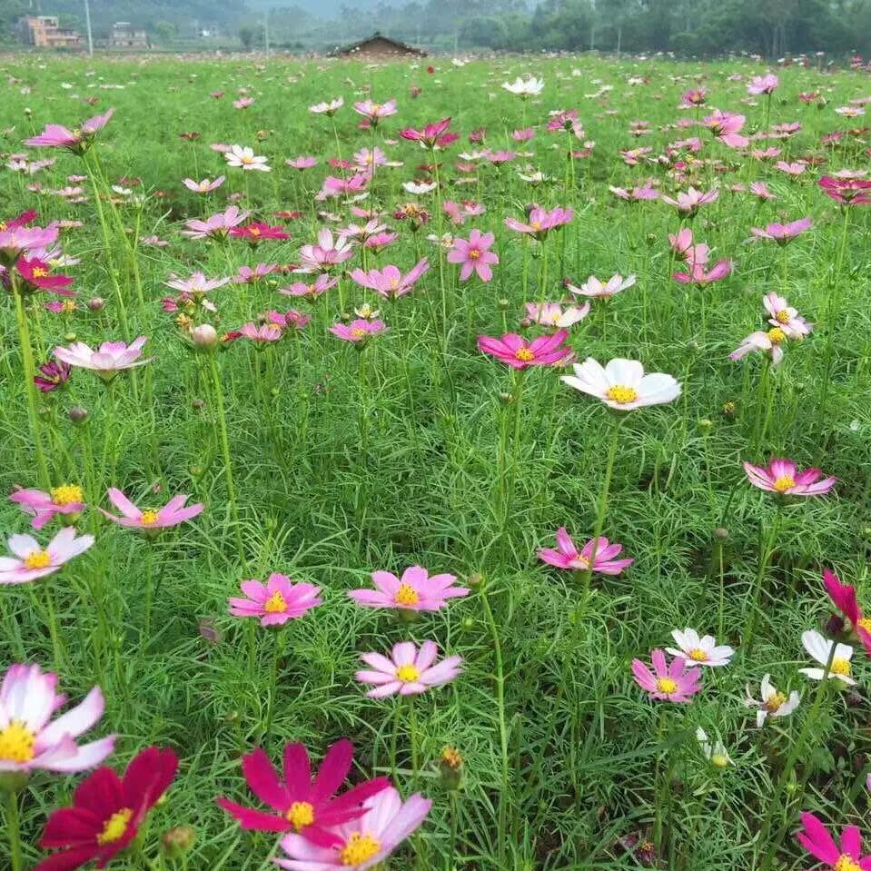 四季播种波斯菊种子格桑花野花组合花籽易活开花不断百日草花种籽在类目 鲜花速递/花卉仿真/绿植园艺, 花卉/蔬果/草坪种子（新）, 家庭园艺种子中 - 来自Buy2taobao.com提供专业的淘宝代购服务