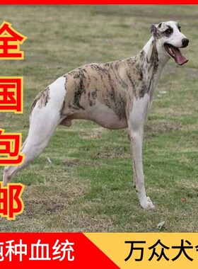 纯种猎兔犬格力犬惠比