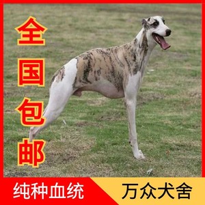 纯种猎兔犬格力犬惠比