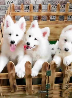 纯种瑞士牧羊犬幼犬活体白德牧