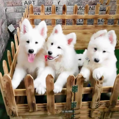 纯种瑞士牧羊犬幼犬活体白德牧