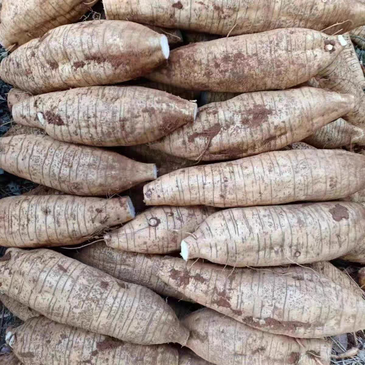 新鲜葛根葛薯无渣粉葛野生葛根片现挖现发广西大山煲汤清香甜粉糯