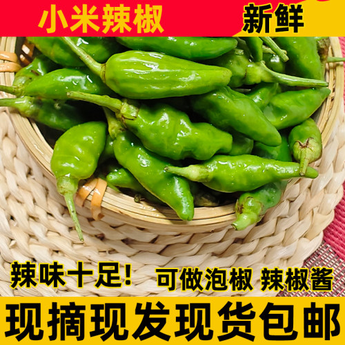 广西野山椒泡椒辣辣的椒农家新鲜小米椒朝天椒指天椒尖椒5斤包邮