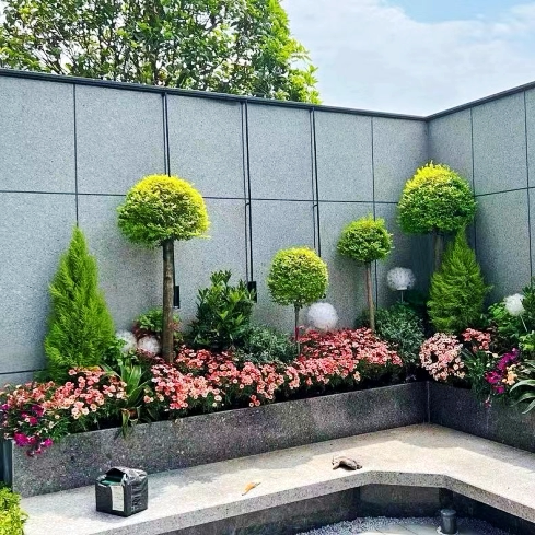 亮晶女贞棒棒糖造型树金叶女贞树苗造型球庭院园林花境绿化植物