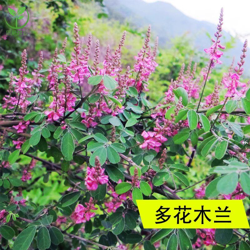 多花木兰种子种籽多花木蓝优良饲用灌木蜜源植物是优良的豆科牧草