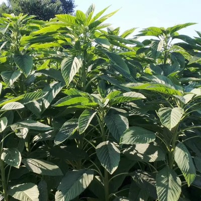 籽粒苋种子高蛋白千穗谷苋菜籽