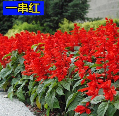 宿根盆栽易活花籽耐寒种子