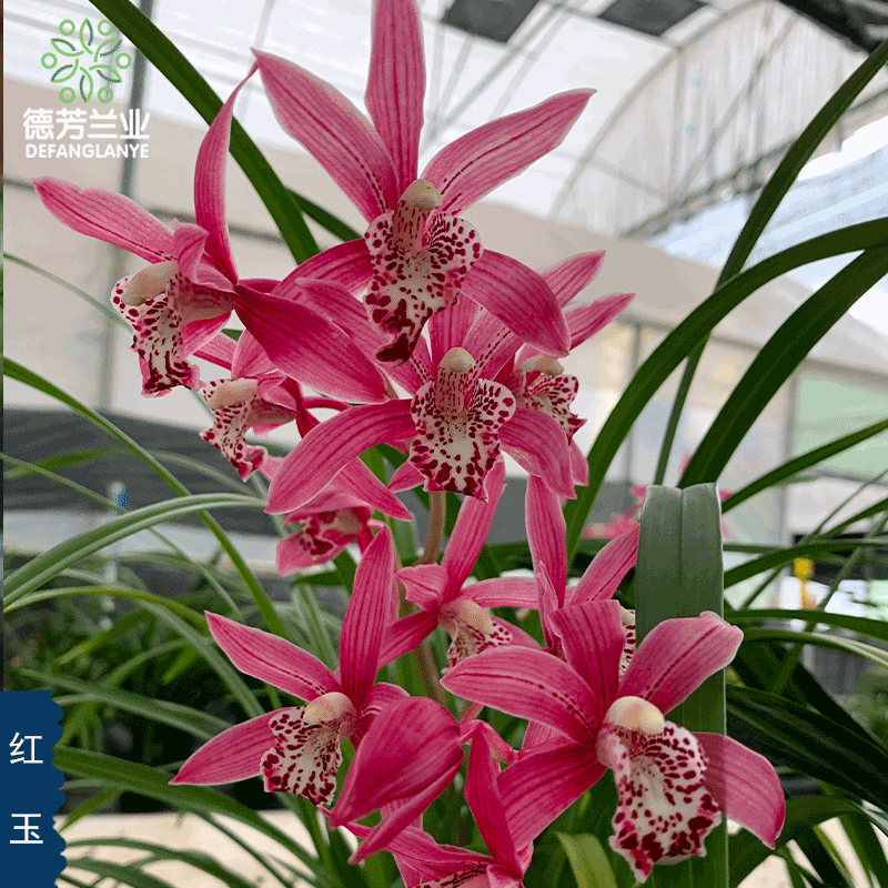 兰花苗大花蕙兰【红玉】带花苞室内阳台客厅浓香好养花卉绿植盆栽