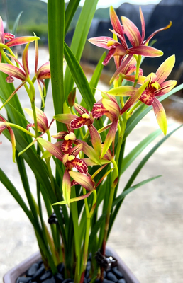 德芳兰业兰花苗四季建兰小国魂浓香阳台室内浓香花卉植物盆栽好养