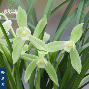 兰花苗名贵春剑隆昌素浓香型室内阳台客厅绿植物盆景盆栽