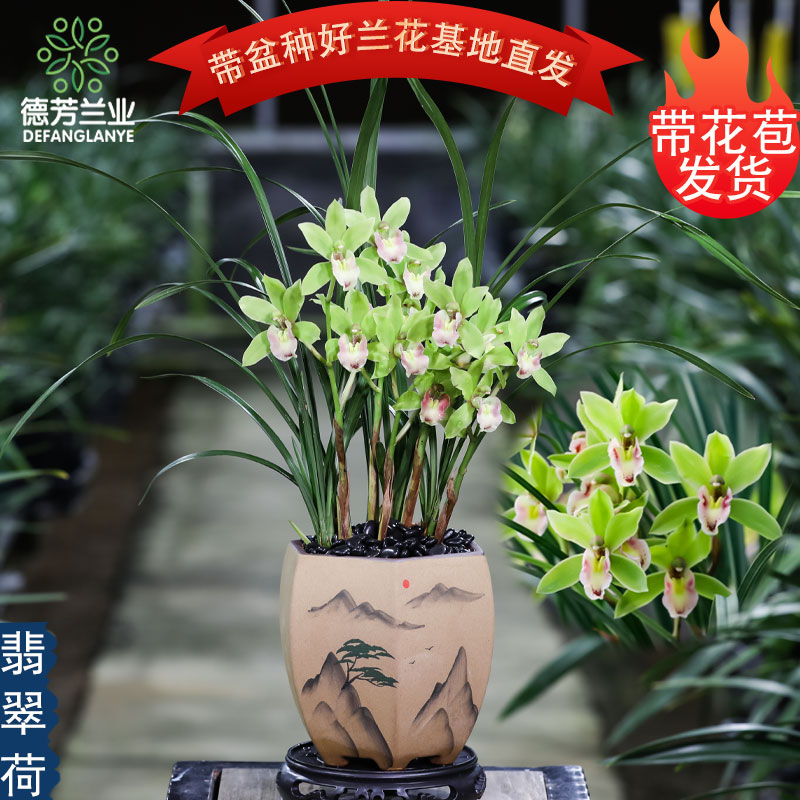 十大名贵兰花春蕙兰翡翠荷带花苞发货室内客厅好养浓香型花卉绿植