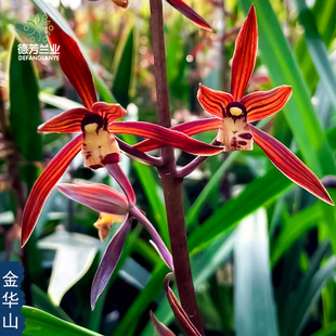 浓香兰花苗金边墨兰金华山冬季带花苞四季阳台客厅室花卉绿植盆栽