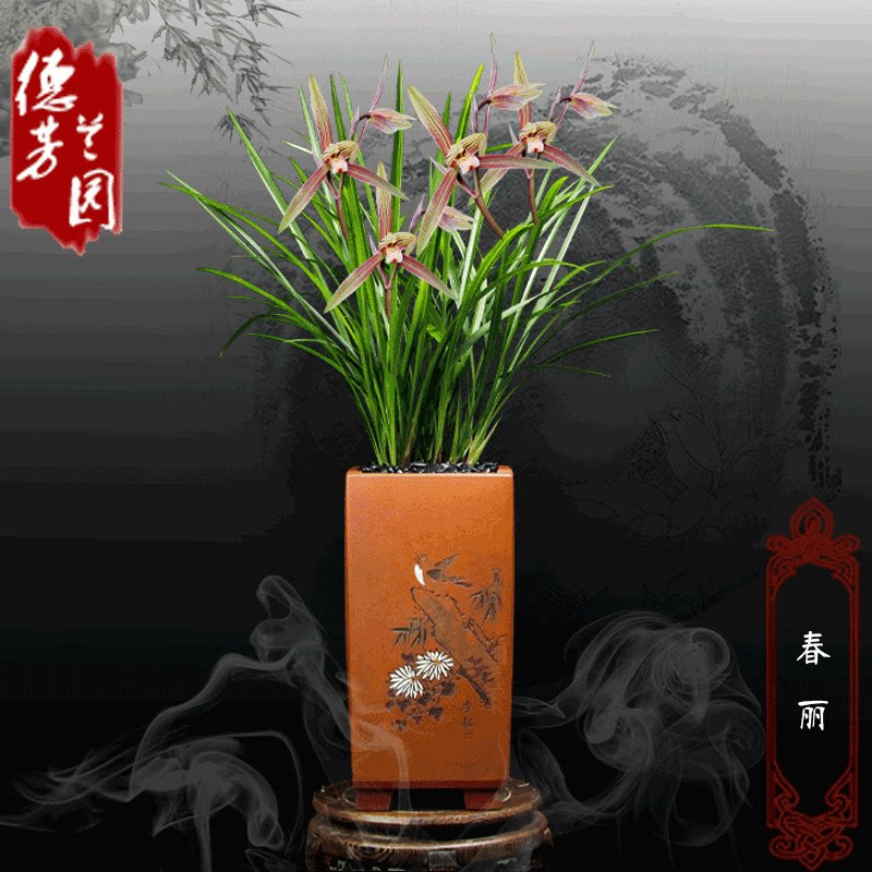 兰花苗草本花卉春兰春丽春晖带古风盆净化空气客厅室内阳台庭院