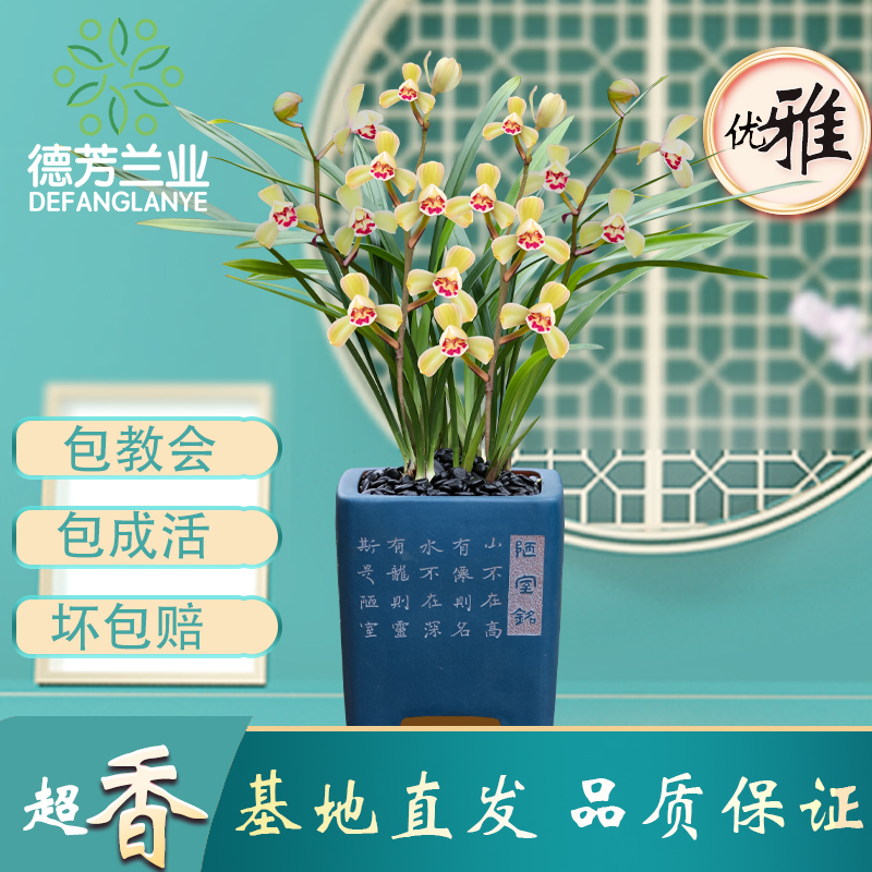 高端兰花建兰荷王带花苞基地直销