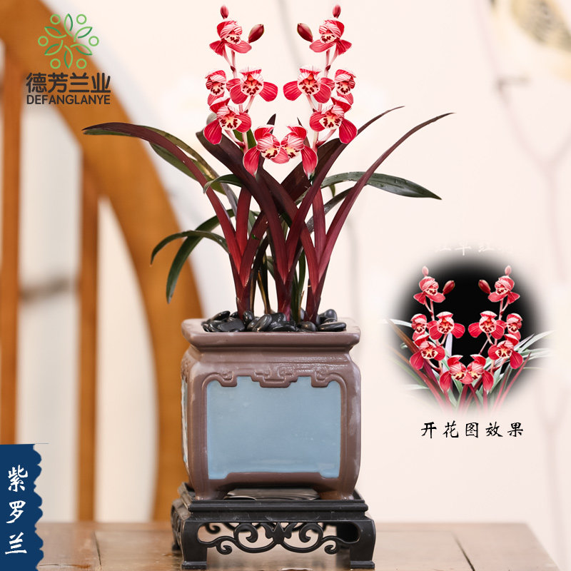 德芳兰业兰花苗四季建兰紫罗兰带四方陶瓷盆种好浓香庭院美观大气