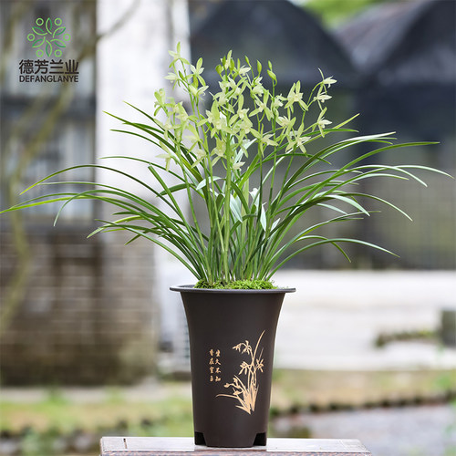 德芳兰业浓香带苞室内兰花盆栽